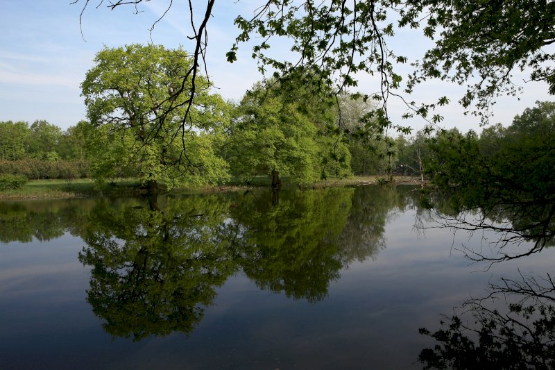 Rezerwat przyrody - Czeszewski Las