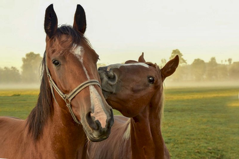 Folwark konny Hermanów