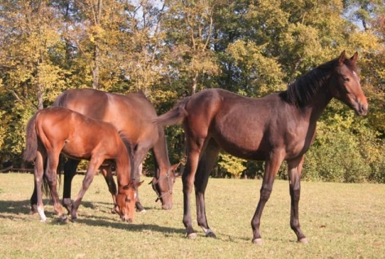 Folwark konny w Hermanowie